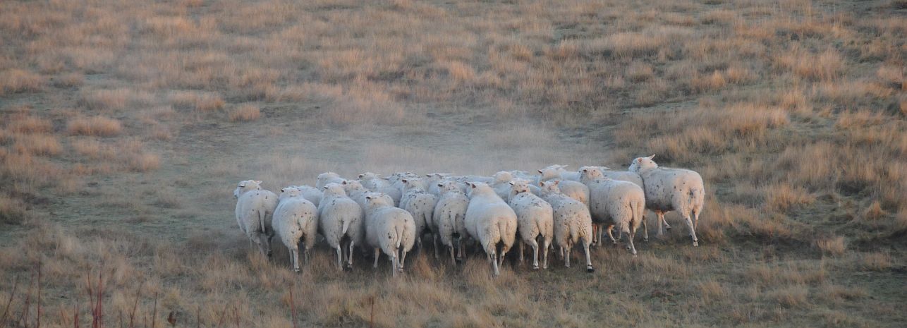 Vlaamse schapen